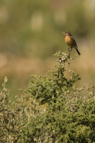 Cape Robin-Chat/Cossyphe du Cap fem.