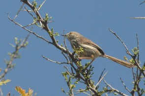 Karoo Prinia/Prinia du Karoo