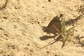 Trimen's Brown Pseudonympha trimenii trimenii