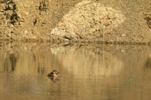 White-backed Duck/Dendrocygne à dos blanc