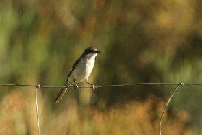 Fiscal Flycatcher/Gobemouche fiscal
