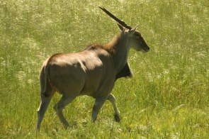 Eland du Cap