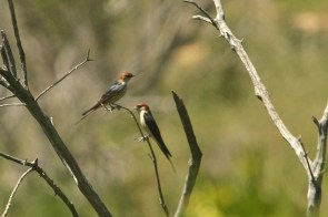  Greater-striped Swallow/Hirondelle à tête rousse