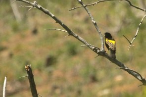 Yellow Bishop/Euplecte à croupion jaune