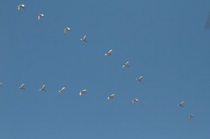 Sacred Ibis/Ibis sacré