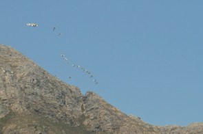 Sacred Ibis/Ibis sacré