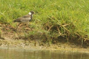 juv. Blacksmith Lapwing (Plover)/Vanneau armé
