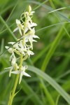 Platanthère verdâtre - Orchidacées / Platanthera chlorantha