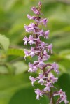 Orchis moucheron / Gymnadenia conopsea