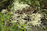 BARBE-DE-BOUC (Aruncus dioicus ( Rosacées ))