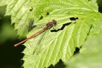 Libellule rouge sang/Sympetrum sanguineum