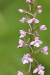 Orchis moucheron / Gymnadenia conopsea
