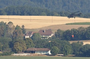 l'armée au secours des vaches