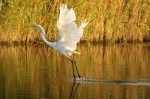 Grande Aigrette/Eur. White Egret