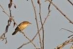 Pouillot veloce/Willow Warbler