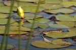 Couleuvre à colier/Grass Snake