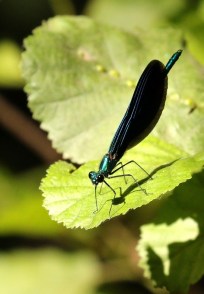 ODONATE - Calopteryx virgo