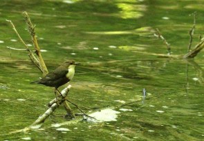 Cingle plongeur/White-throated Dipper