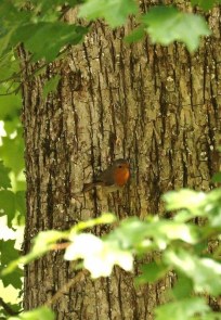 Rougegeorge familier