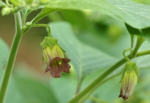 Digitale pourpre/Digitalis purpurea