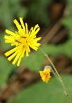 Crepis paludosa