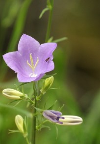 Campanule à feuille de pêcher (Campanula persicifolia)