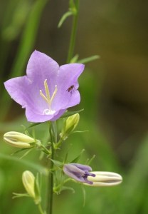 Campanule à feuille de pêcher (Campanula persicifolia)