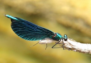 ODONATE - Calopteryx virgo