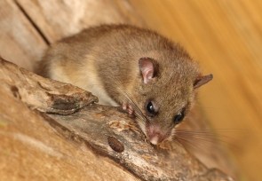 Rat brun ou Surmulot