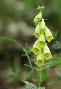 Digitale à grandes fleurs - Digitalis grandiflora