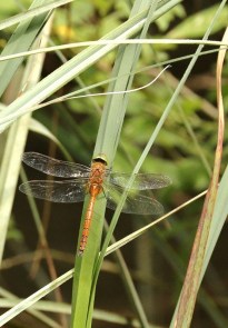 Libellule - Aeschne isocèle - Aeshna isoceles