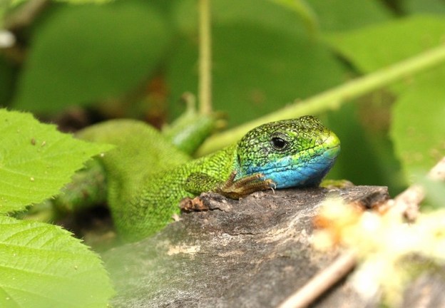 lézard vert (Europe de l'Est) / Lacerta viridis