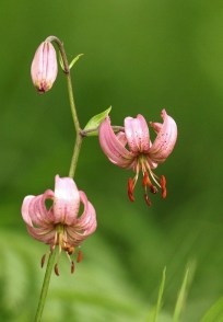 Lis martagon/Lilium martagon
