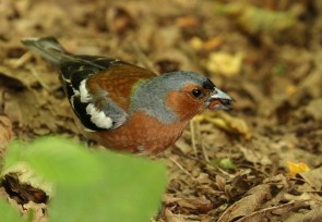Pinson des arbres/Common Chaffinch male