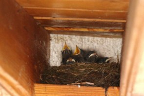Rougequeue noir/Black Redstart