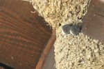 Hirondelle de fenêtre/Common House Martin