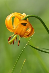 Lis orangé / Lilium bulbiferum