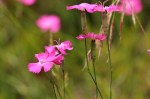 Oeillet des chartreux-Dianthus carthusianorum