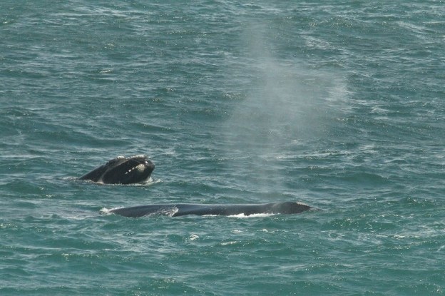 Southern Right Whale/Baleine franche