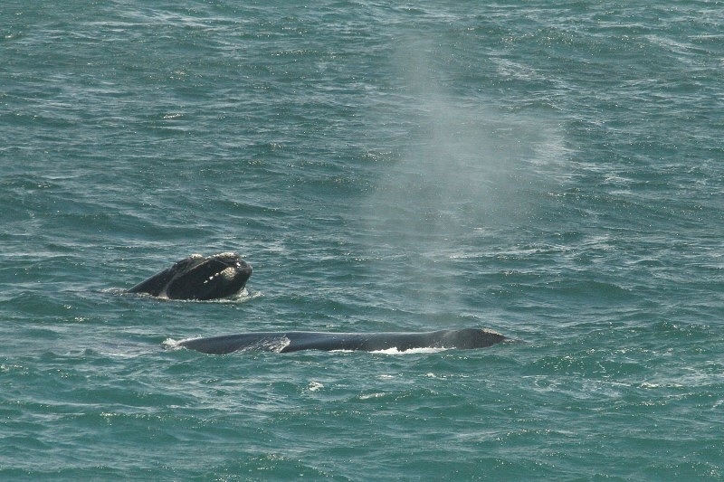 Southern Right Whale/Baleine franche