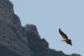 Vautour fauve/Griffon Vulture
