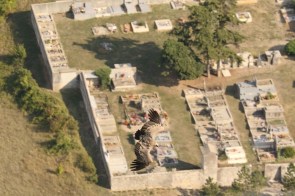 Vautour fauve/Griffon Vulture