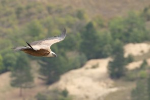Vautour fauve/Griffon Vulture