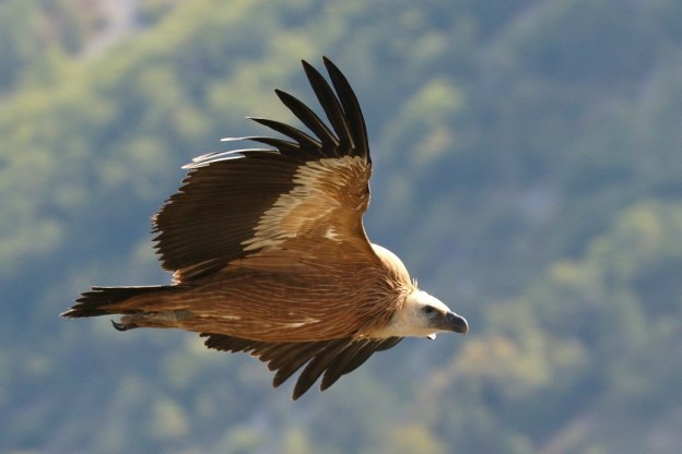 Vautour fauve/Griffon Vulture