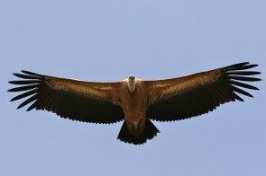 Vautour fauve/Griffon Vulture