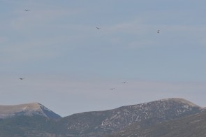 Vautour fauve/Griffon Vulture