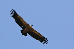 Vautour fauve/Griffon Vulture