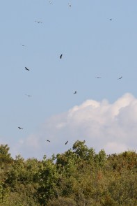 Vautour fauve/Griffon Vulture