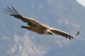 Vautour fauve/Griffon Vulture