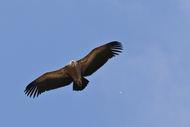 Vautour fauve/Griffon Vulture